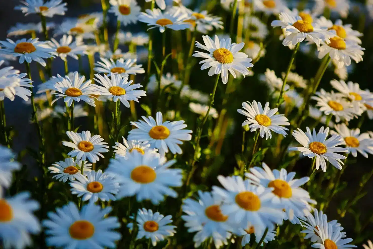  marguerites