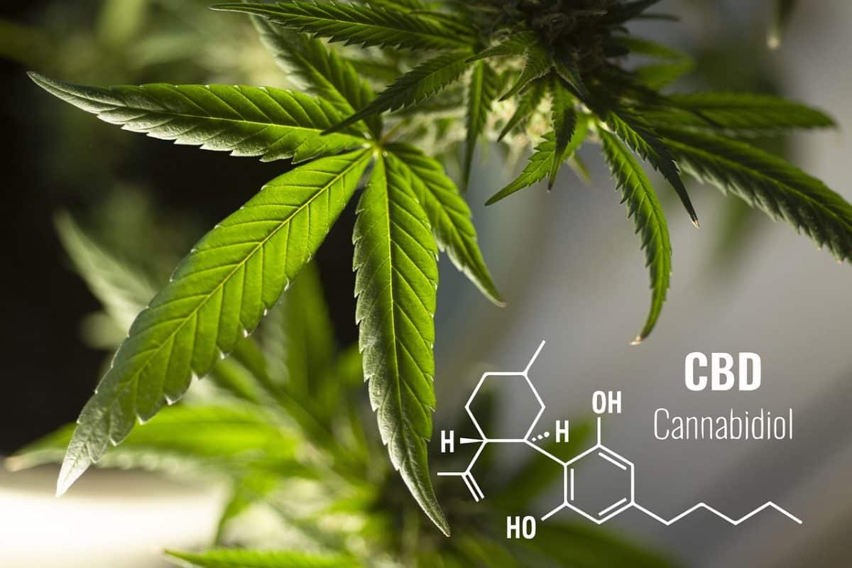 Quels éléments considérer pour sélectionner le produit CBD le plus approprié pour vous ?