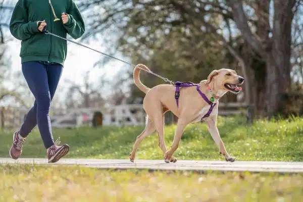 Harnais de canicross : comment éviter les douleurs chez votre chien lors de la pratique