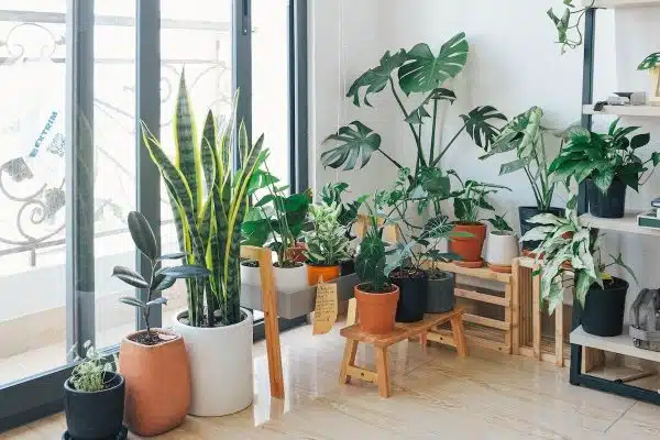 Les meilleures plantes d’intérieur pour purifier l’air ambiant