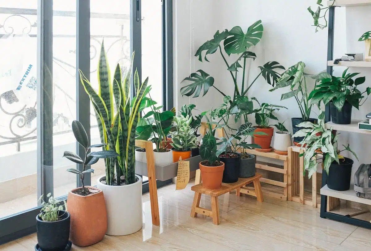 Les meilleures plantes d’intérieur pour purifier l’air ambiant