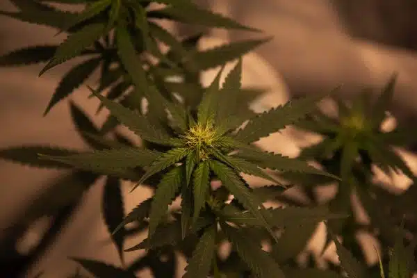 Les critères à considérer pour évaluer la fiabilité d’un site de CBD en ligne