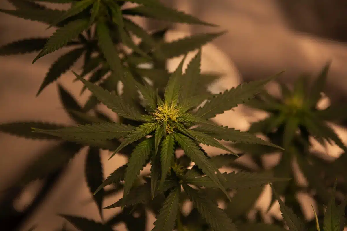 Les critères à considérer pour évaluer la fiabilité d’un site de CBD en ligne