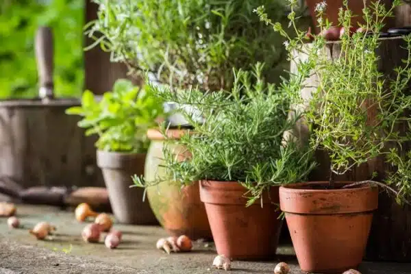 Créer une jardinière aromatique : astuces de plantation, floraison et entretien