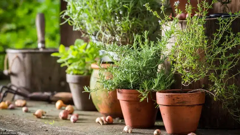Créer une jardinière aromatique : astuces de plantation, floraison et entretien