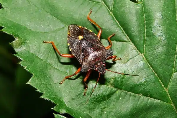 Comment détecter une infestation de punaises de lit à Orléans ?