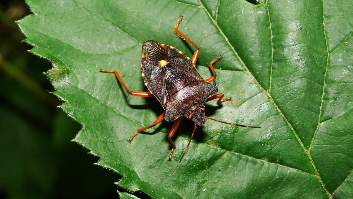 Comment détecter une infestation de punaises de lit à Orléans ?