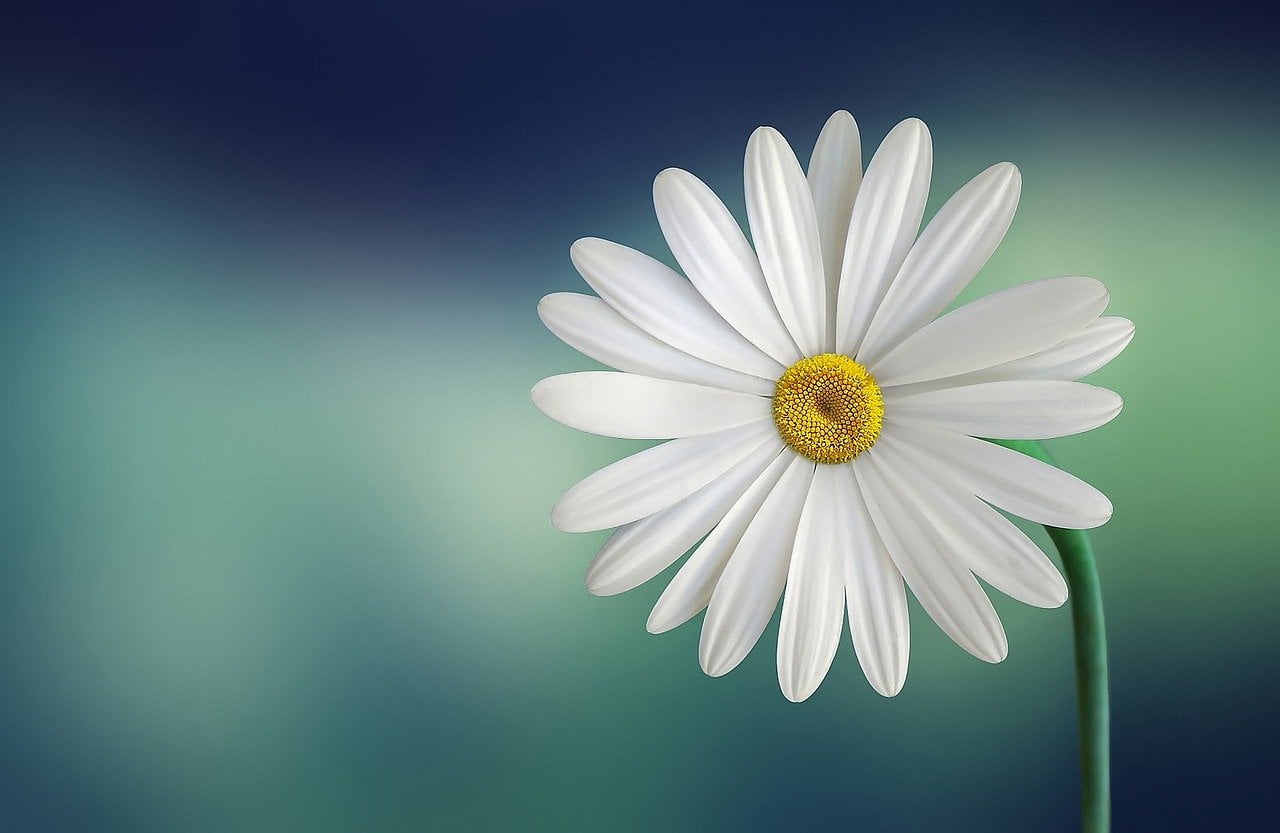marguerites
